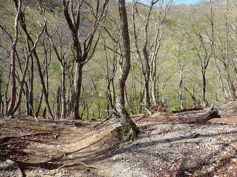 P5050693_mid.jpg