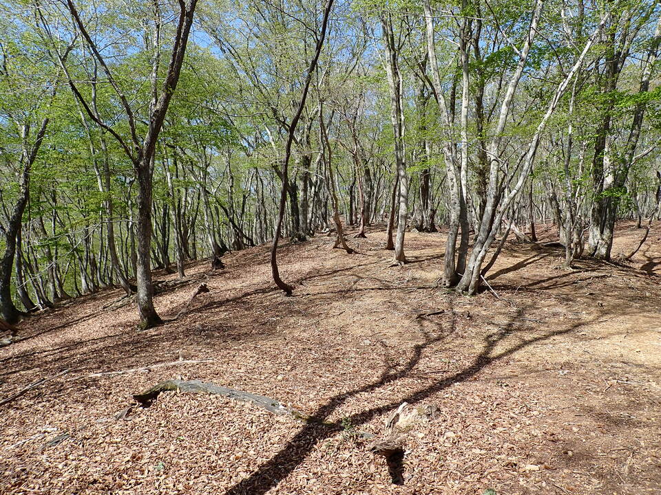P5050703_mid.jpg