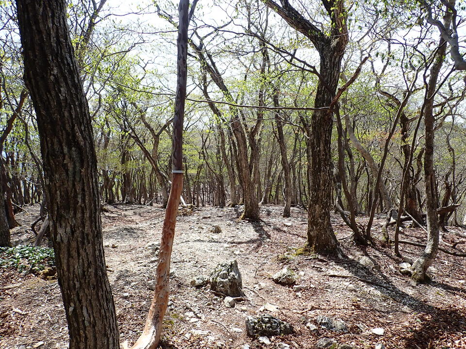 P5050713_mid.jpg