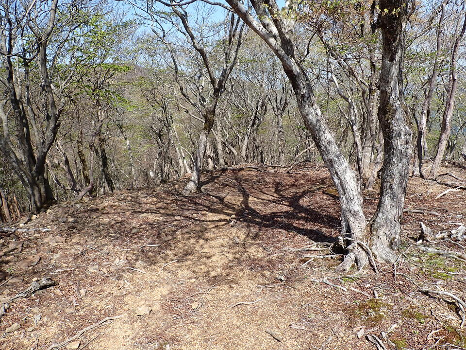 P5050731_mid.jpg