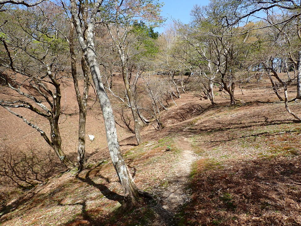 P5050758_mid.jpg