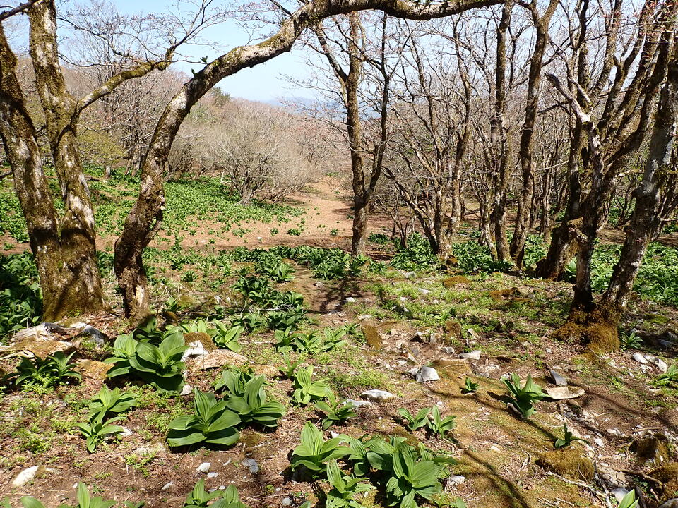 P5050778_mid.jpg