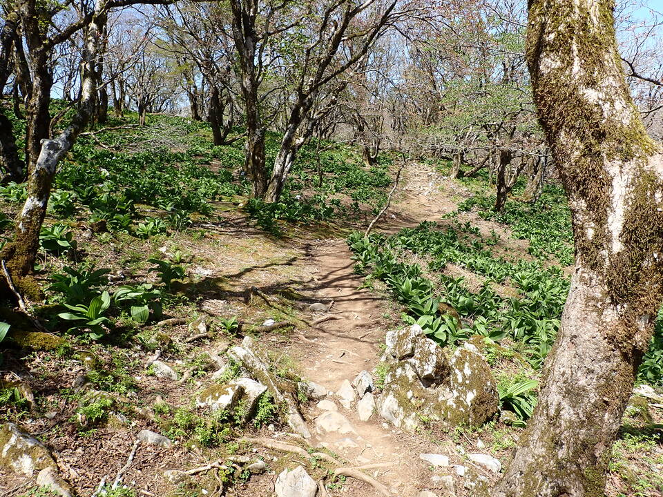 P5050779_mid.jpg