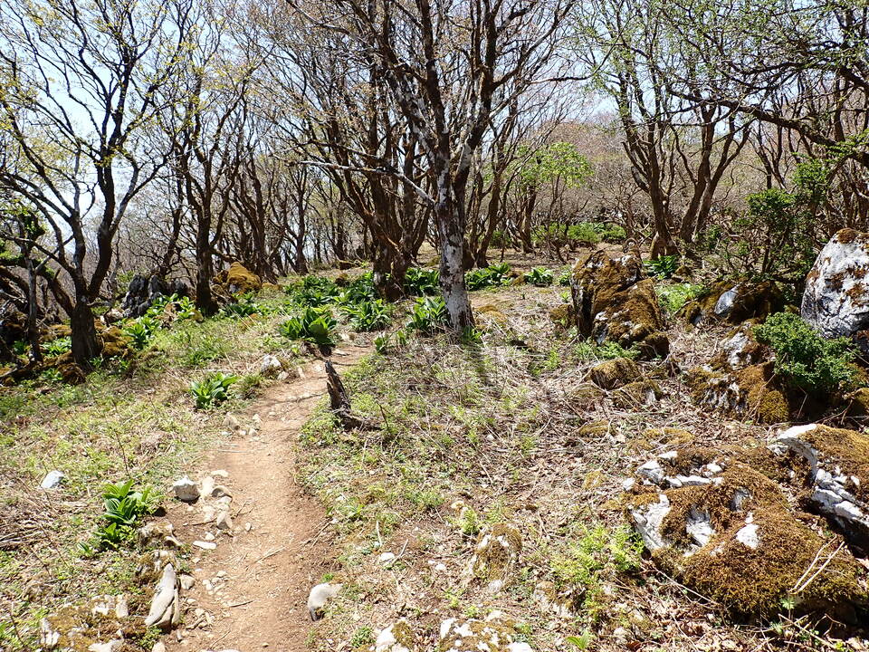 P5050820_mid.jpg