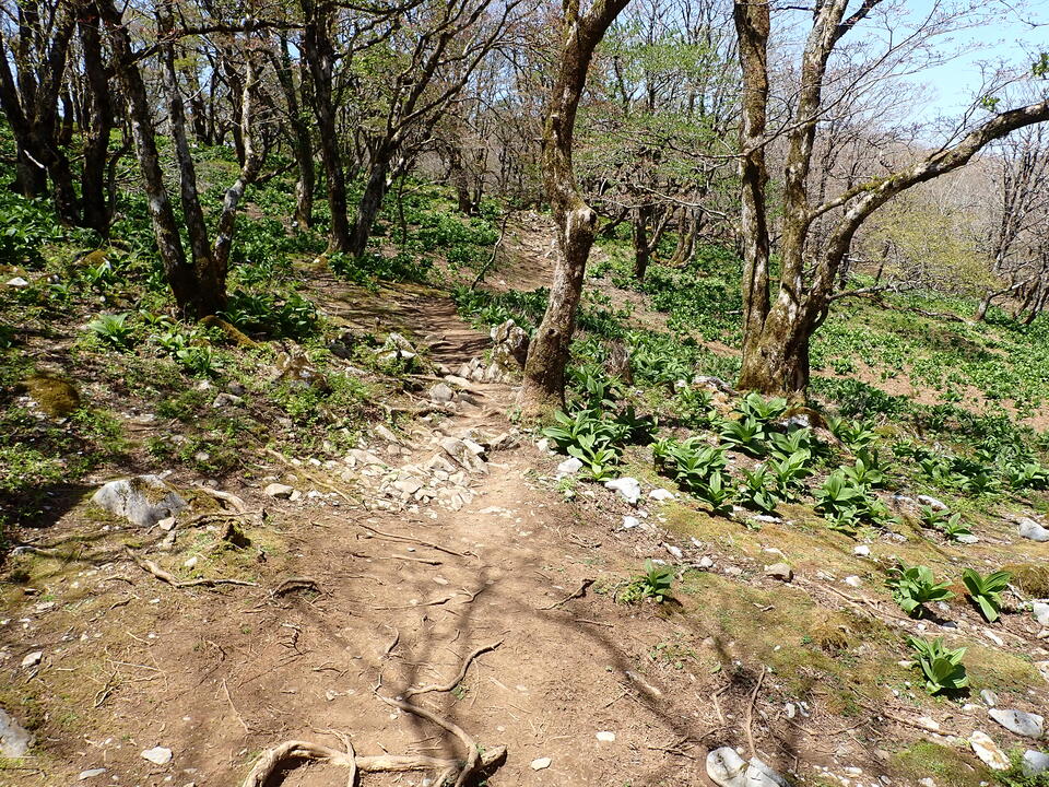 P5050824_mid.jpg