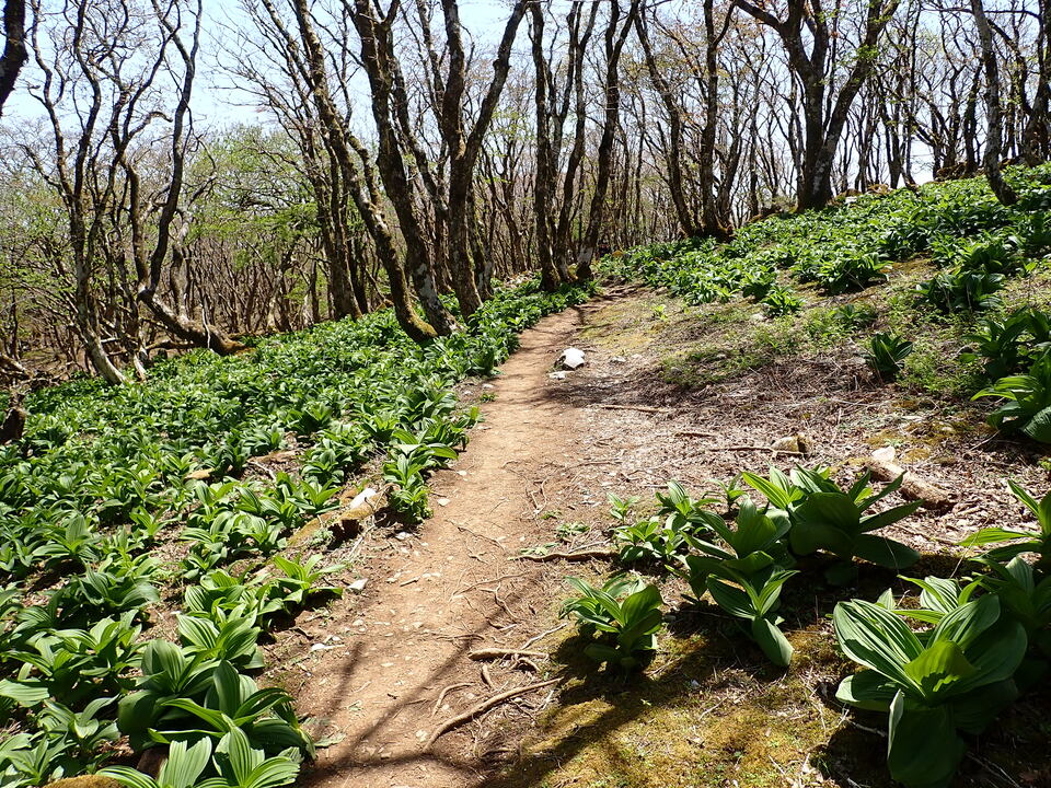 P5050825_mid.jpg