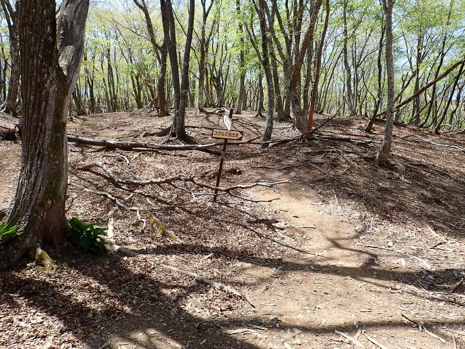 P5050835_mid.jpg