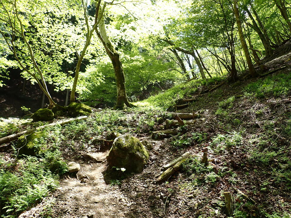 P5050860_mid.jpg