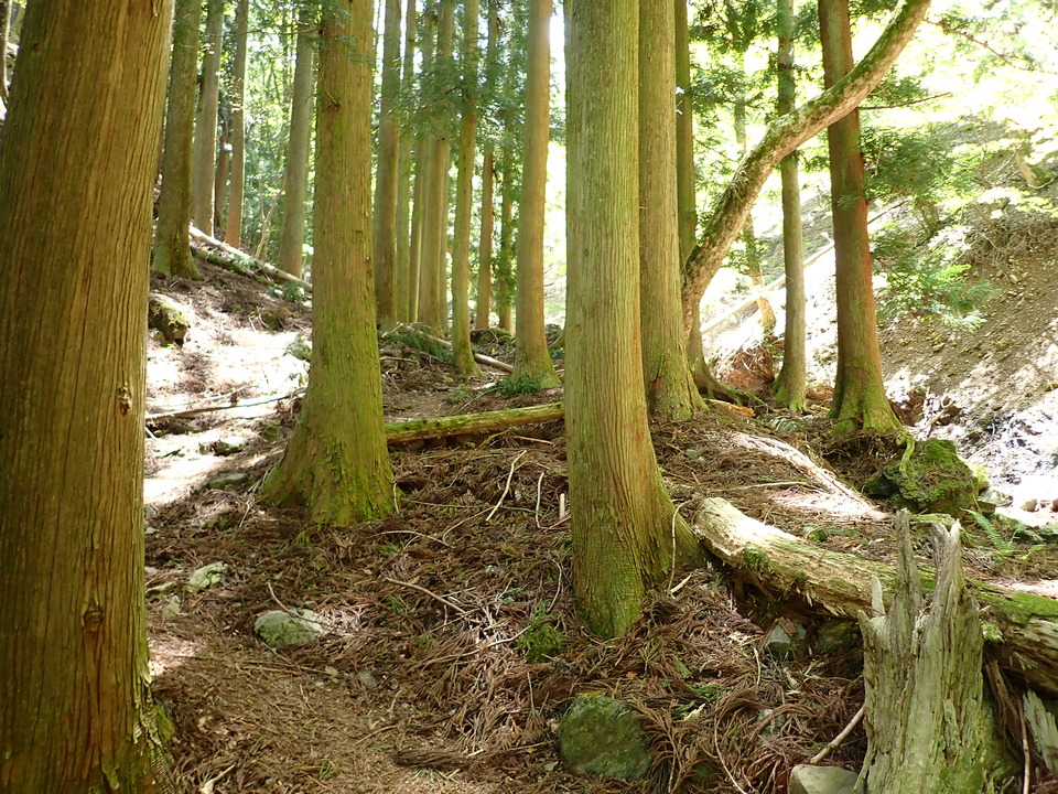 P5050865_mid.jpg