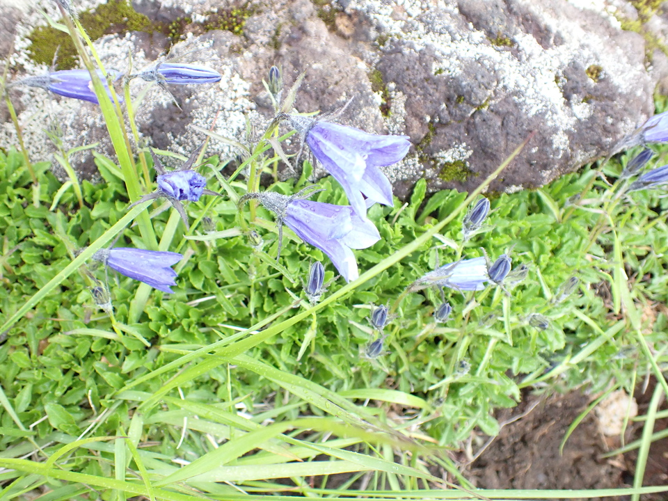 P7188199_mid.jpg