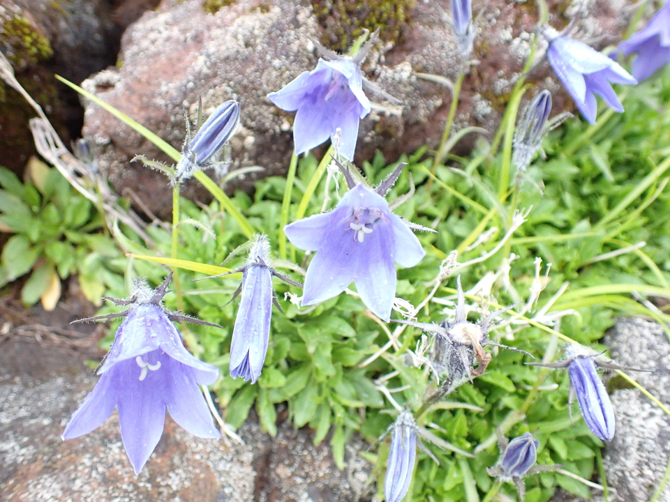 P7188204_mid.jpg