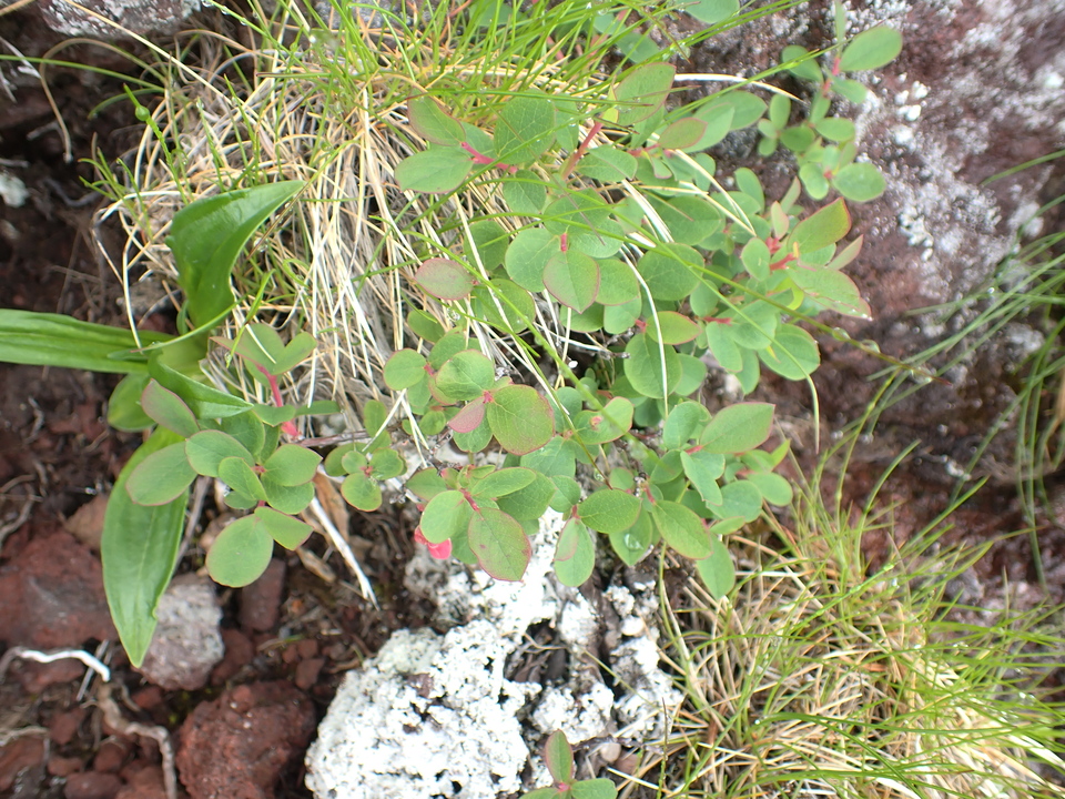 P7188494_mid.jpg