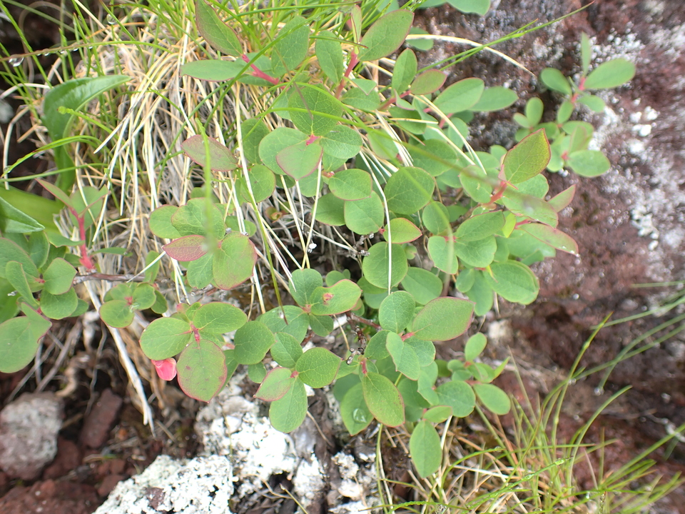 P7188495_mid.jpg