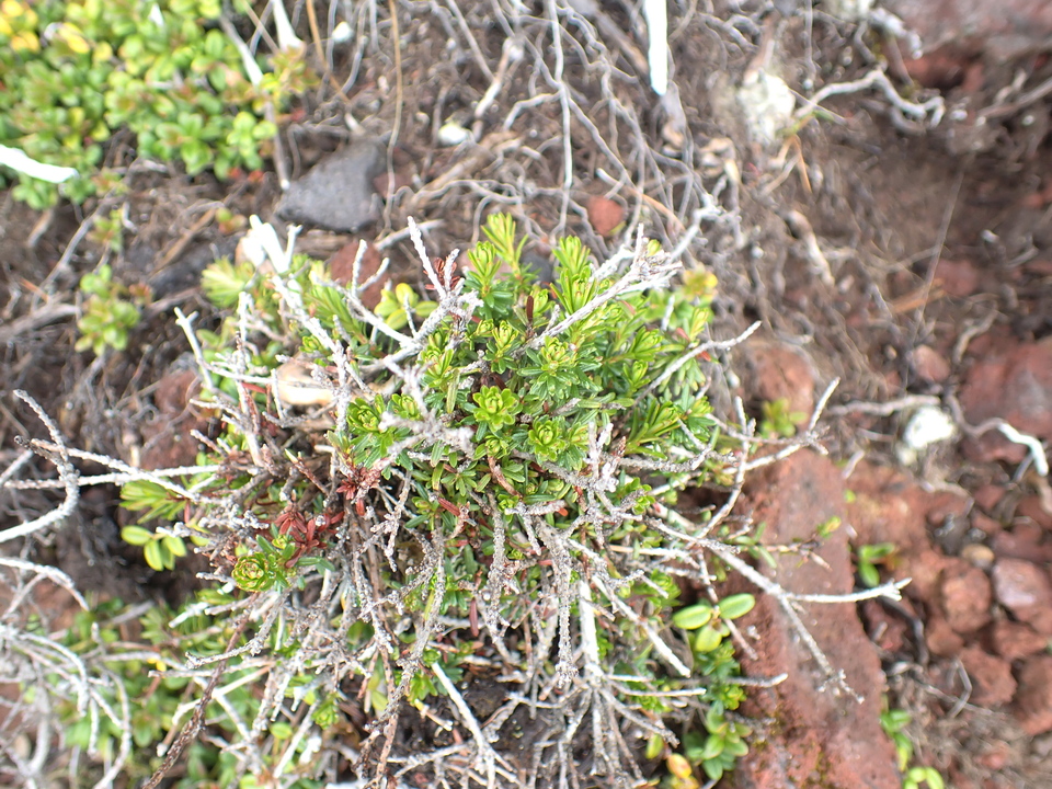 P7188496_mid.jpg