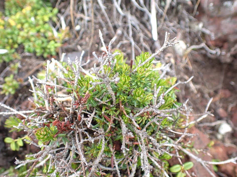 P7188497_mid.jpg