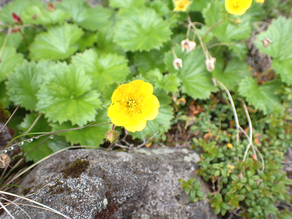 P7188499_mid.jpg
