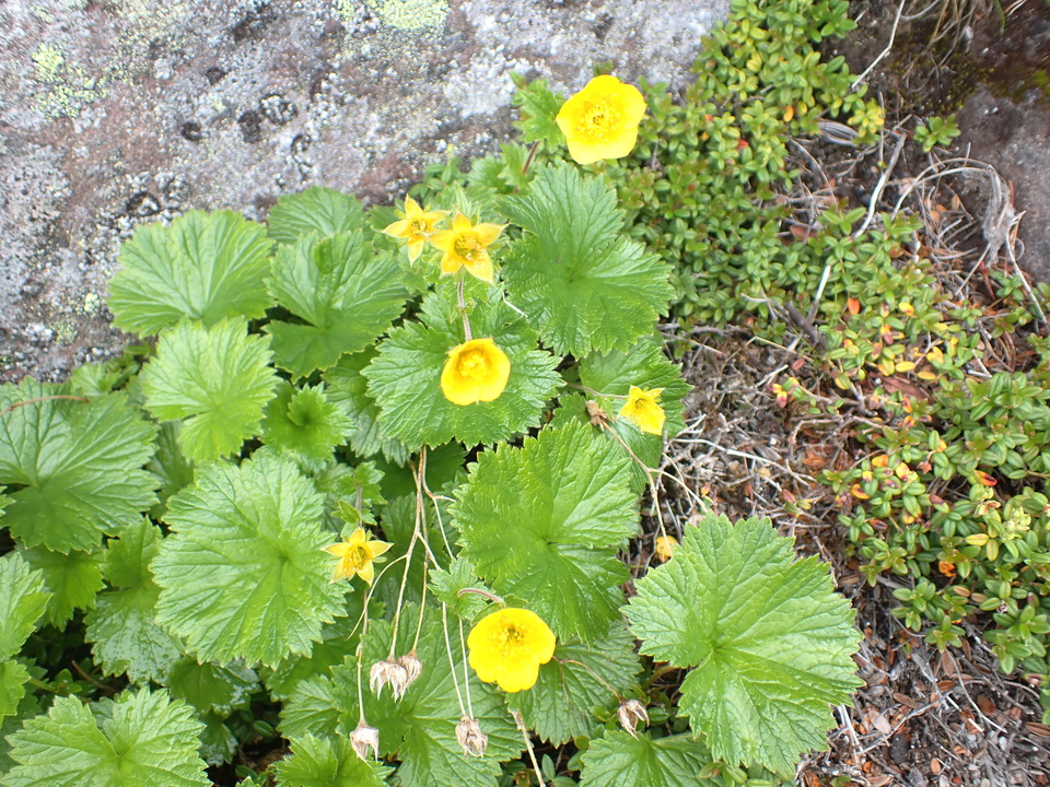 P7188502_mid.jpg