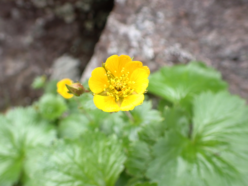 P7188505_mid.jpg
