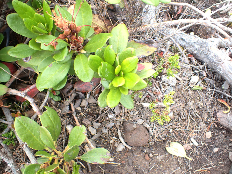 P7188508_mid.jpg