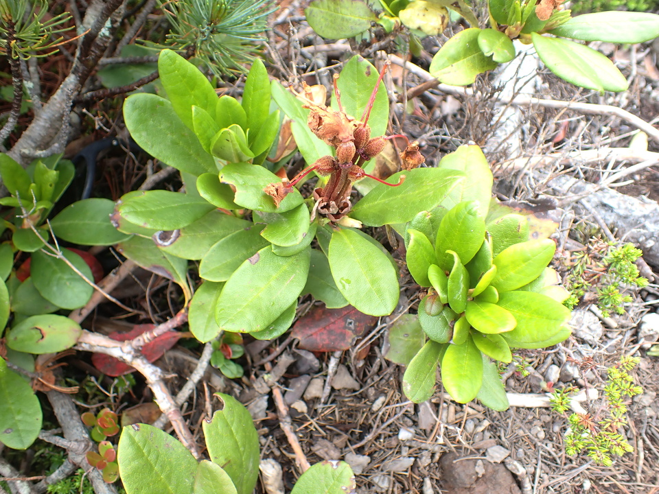 P7188509_mid.jpg