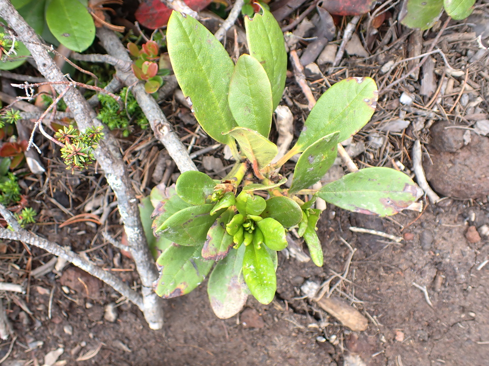 P7188510_mid.jpg