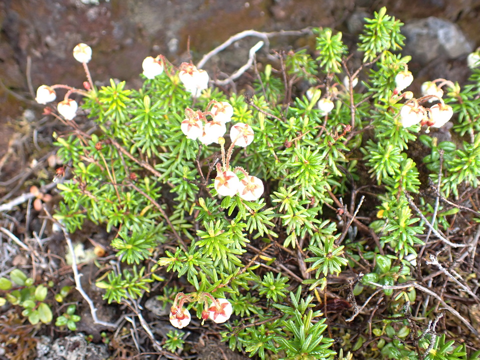P7188515_mid.jpg