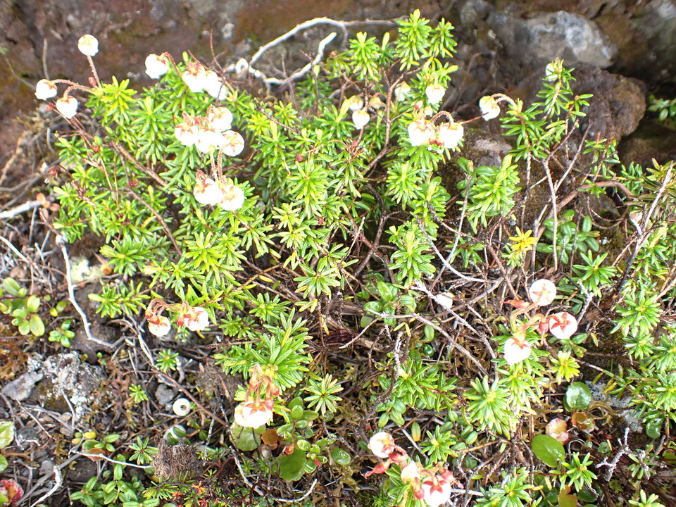 P7188516_mid.jpg