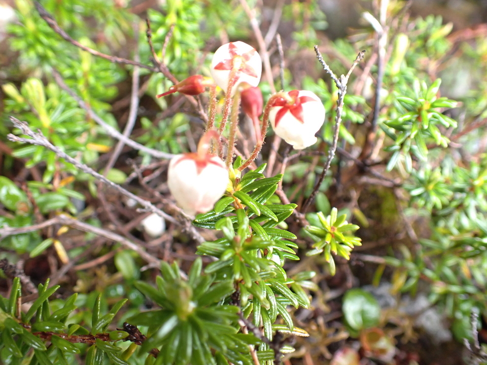 P7188519_mid.jpg