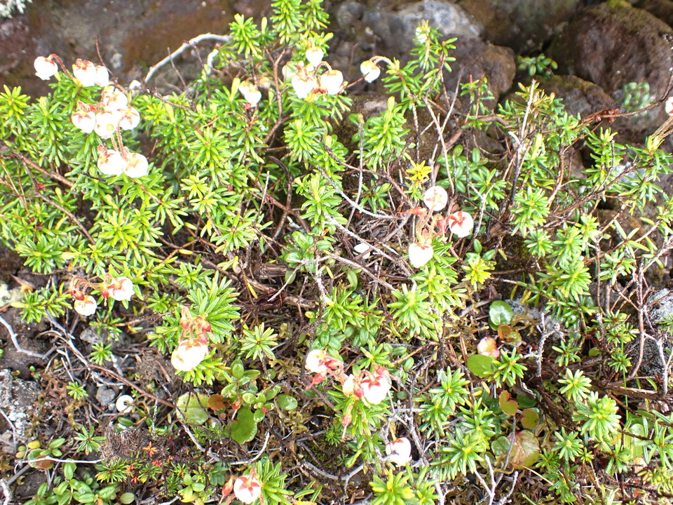 P7188520_mid.jpg