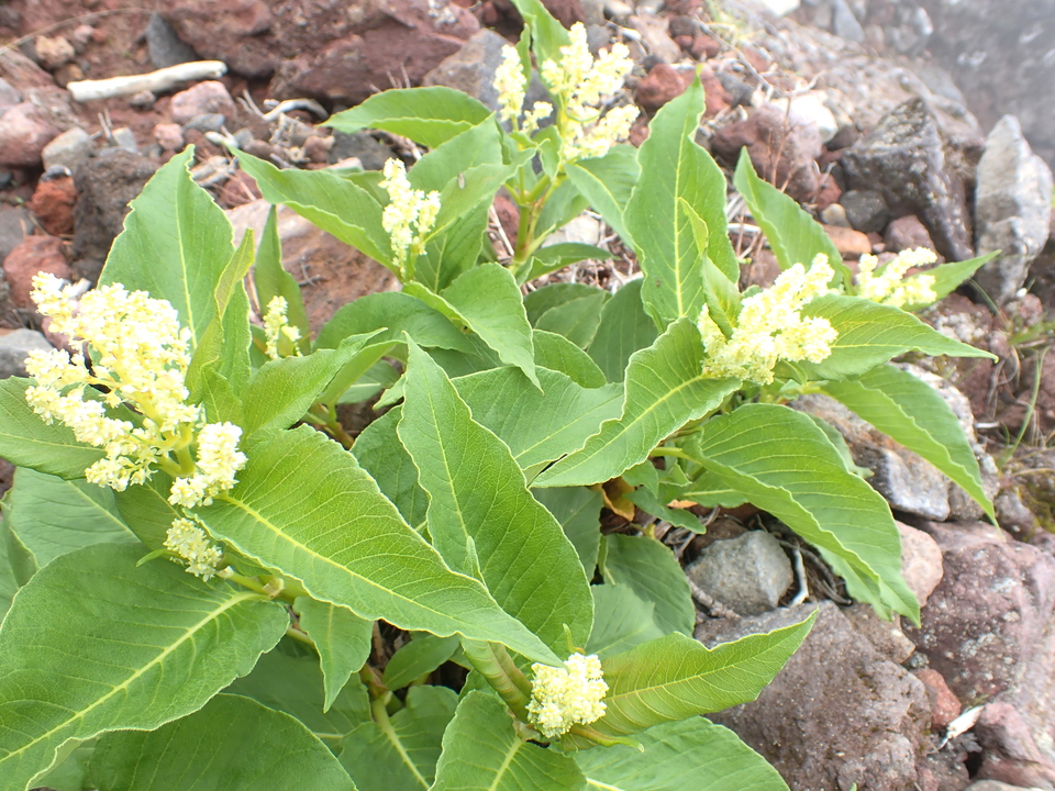 P7188522_mid.jpg