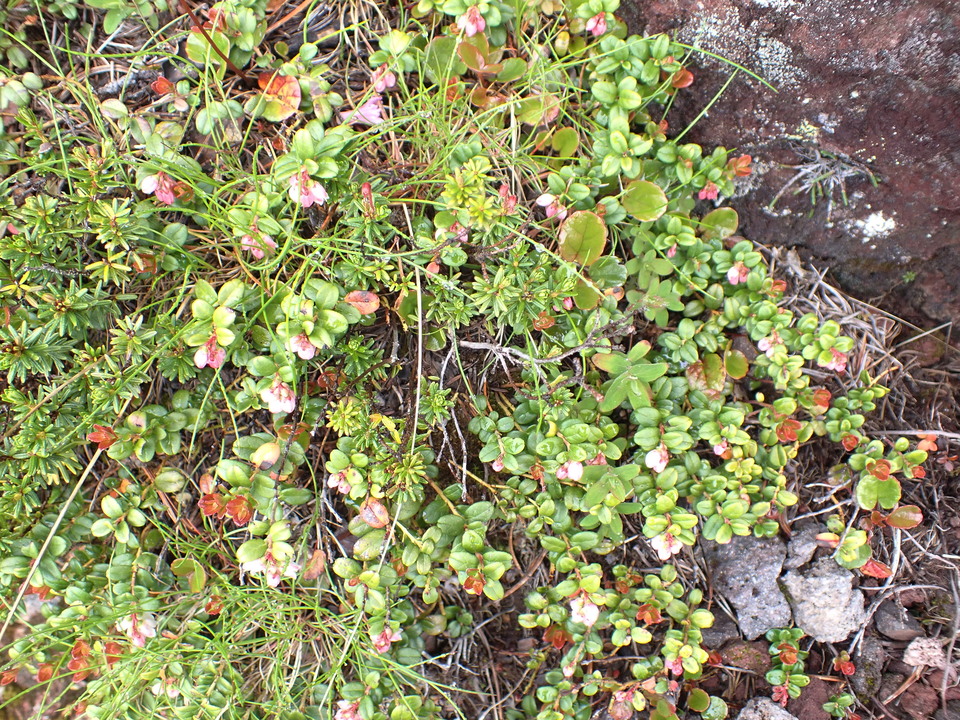 P7188525_mid.jpg