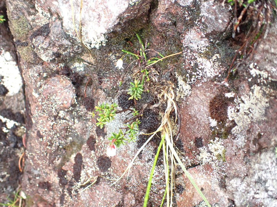 P7188528_mid.jpg