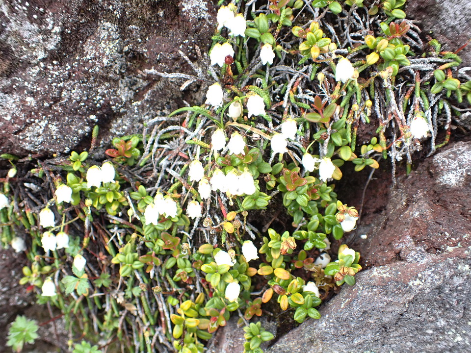 P7188532_mid.jpg
