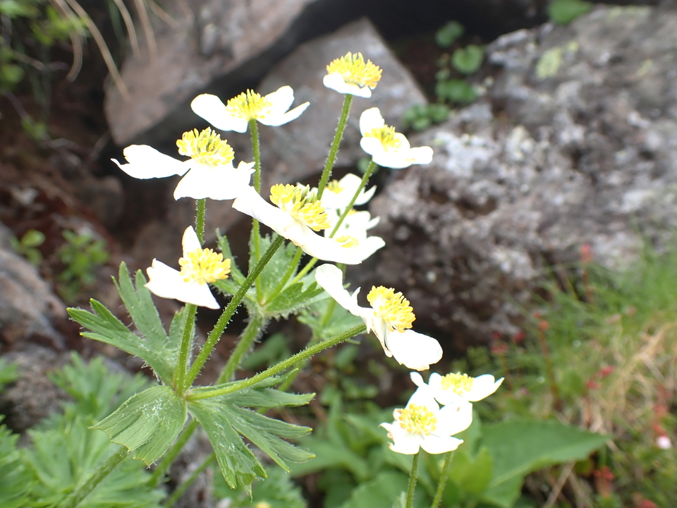 P7188539_mid.jpg