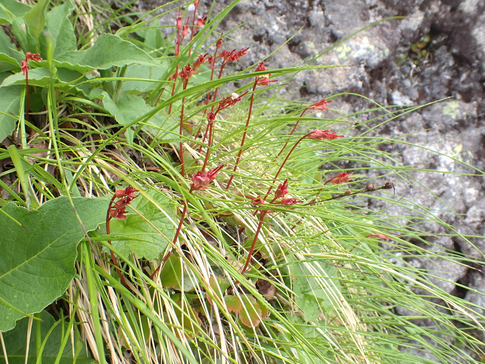 P7188540_mid.jpg