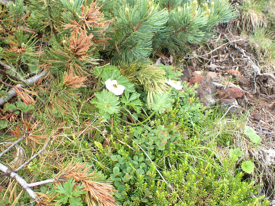 P7188550_mid.jpg