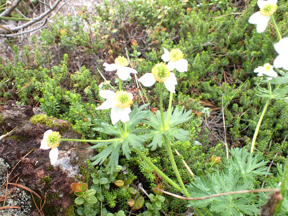 P7188553_mid.jpg