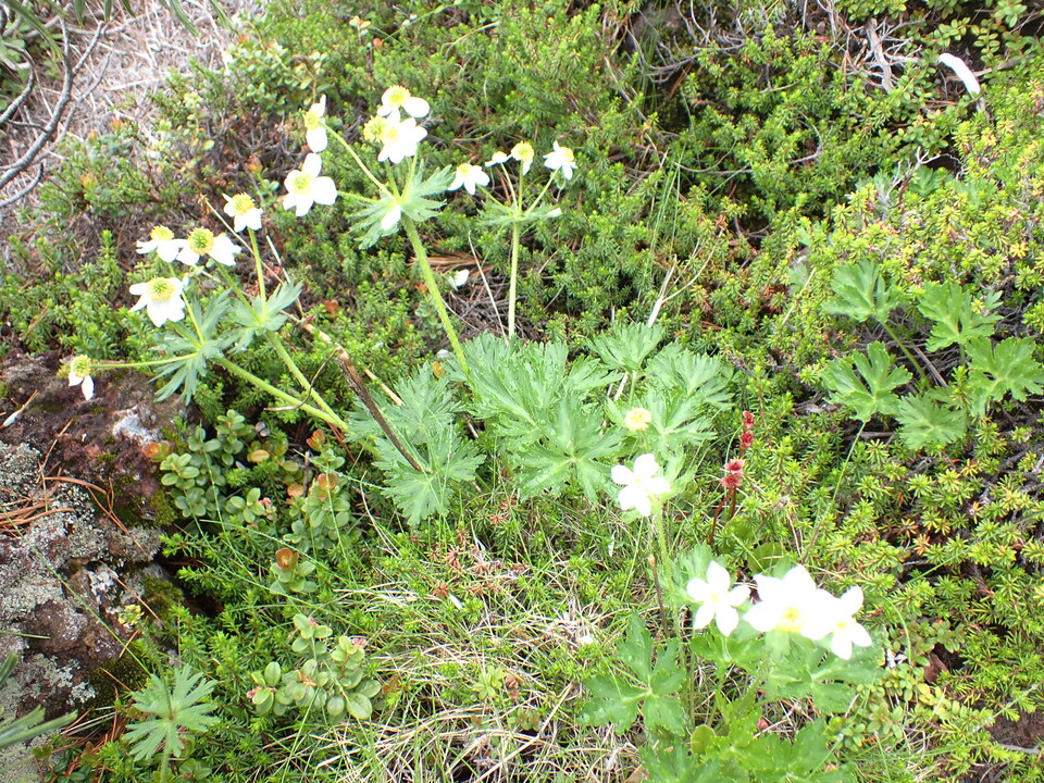 P7188555_mid.jpg