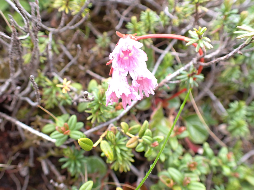 P7188559_mid.jpg