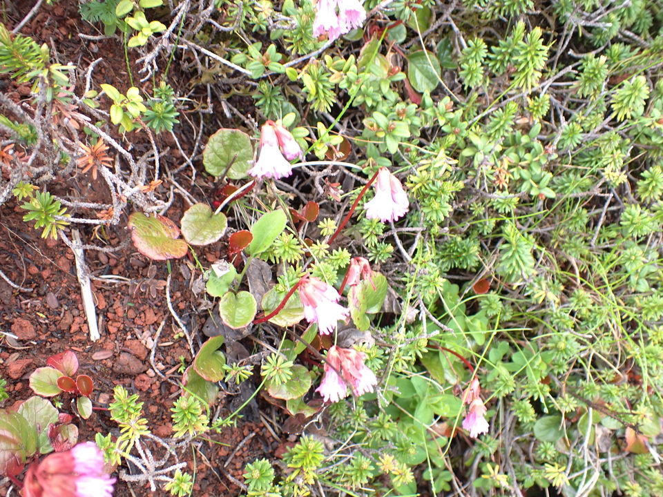 P7188560_mid.jpg