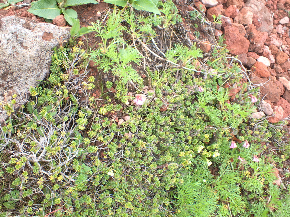 P7188561_mid.jpg