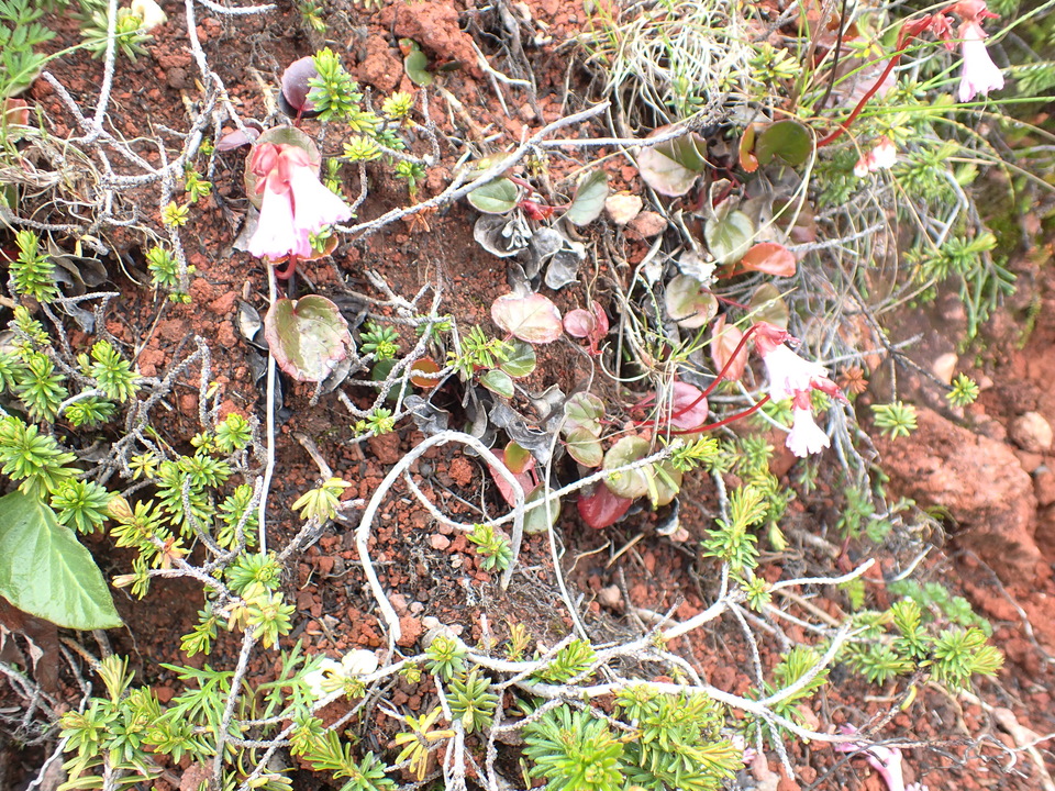P7188566_mid.jpg