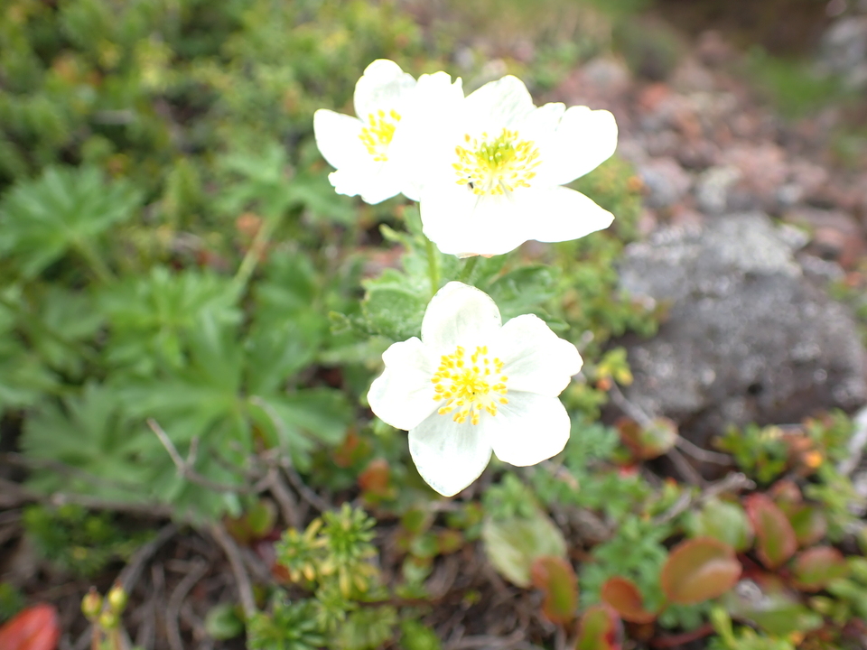 P7188572_mid.jpg