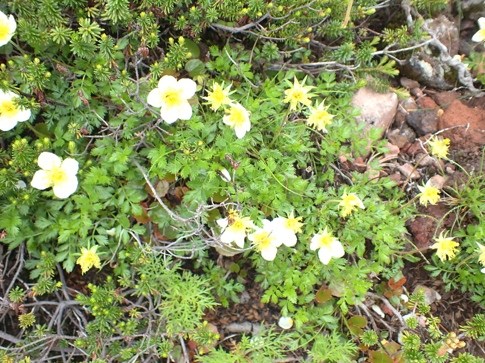 P7188575_mid.jpg