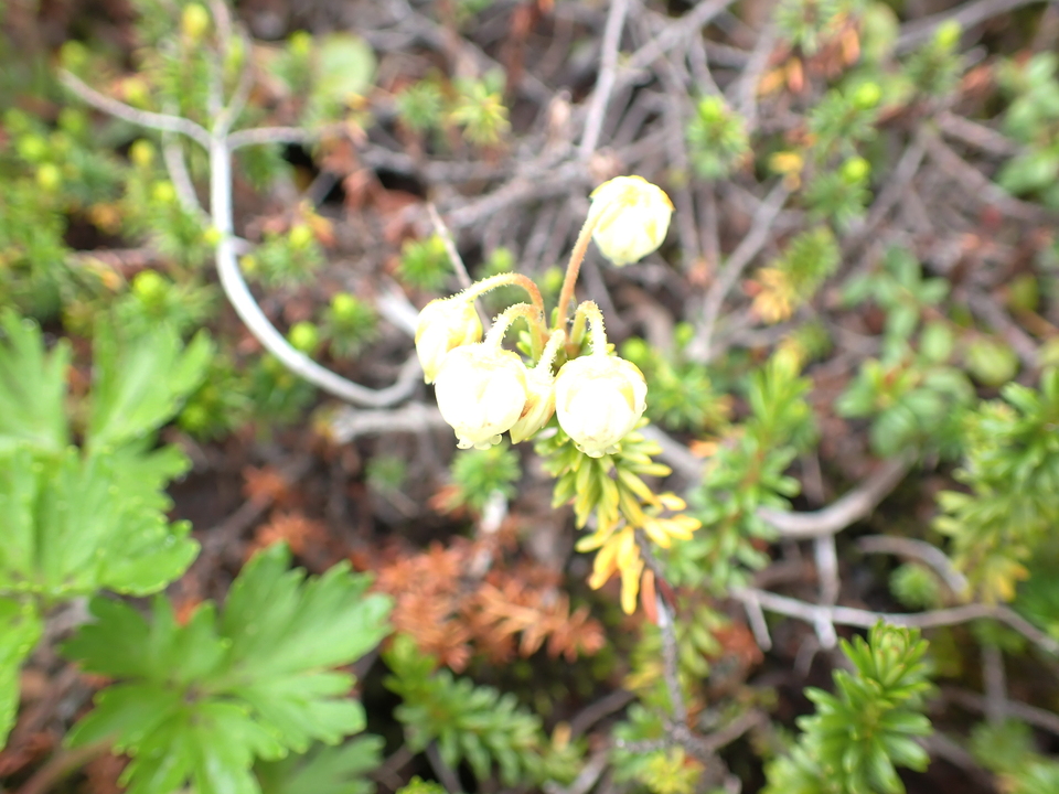 P7188585_mid.jpg