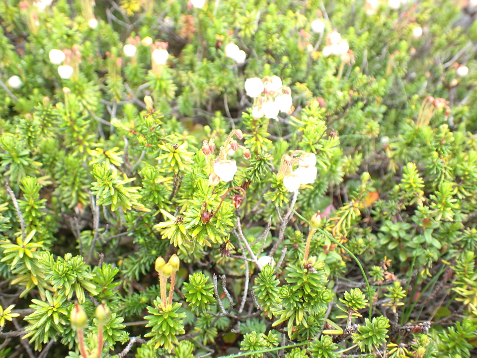 P7188591_mid.jpg