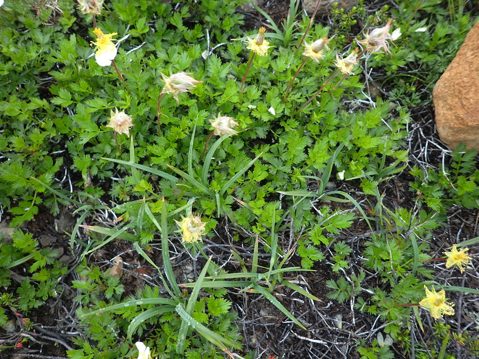 P7188620_mid.jpg