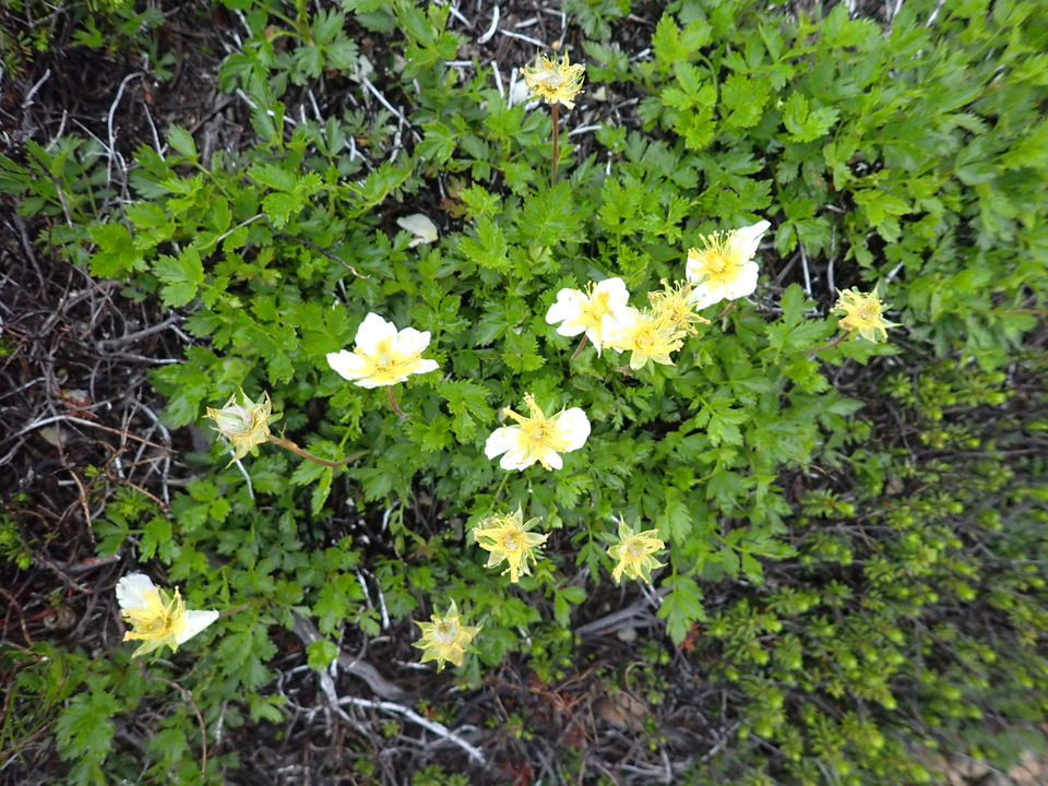 P7188626_mid.jpg