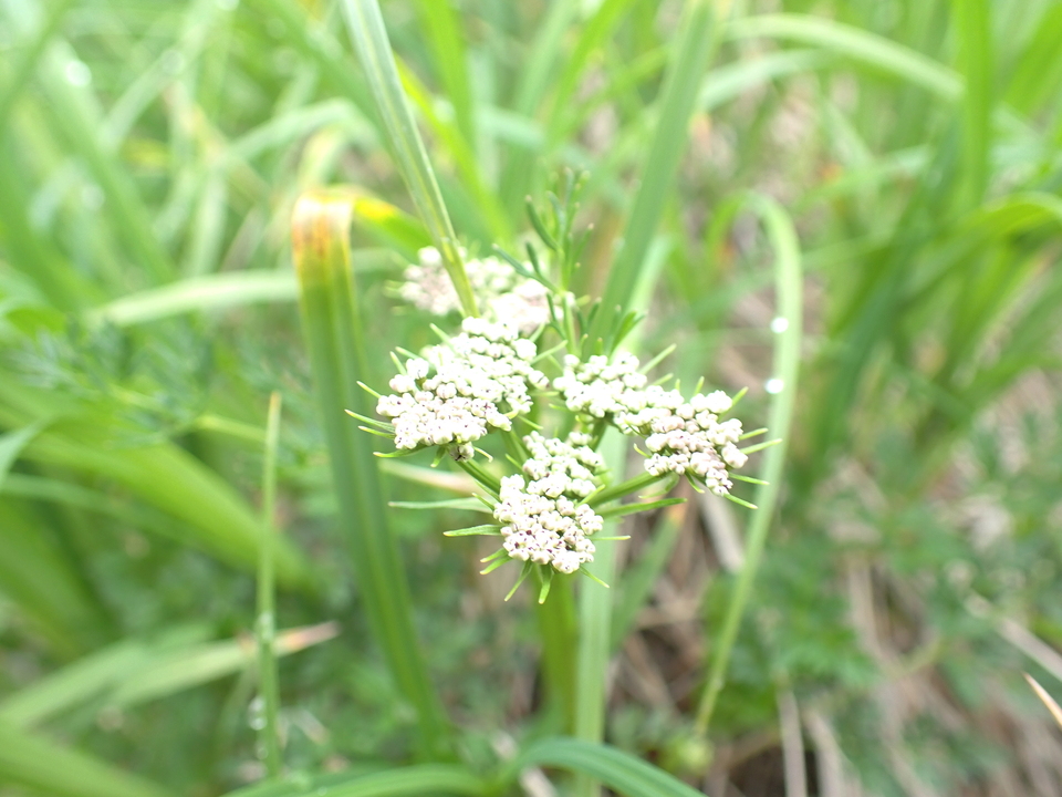 P7188636_mid.jpg