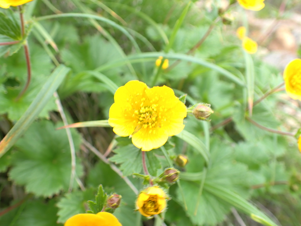 P7188637_mid.jpg